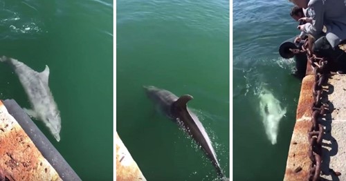Des dauphins de retour dans le port de Cagliari