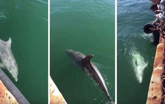 Des dauphins de retour dans le port de Cagliari
